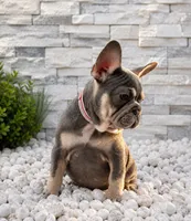 BONNIE, a female French Bulldog for sale in Lehigh Acres, FL – 2 of 3