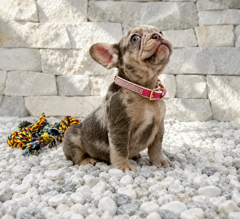 CHLOE – French Bulldog puppy for sale in Lehigh Acres, FL