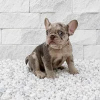 CHLOE, a female French Bulldog for sale in Lehigh Acres, FL – 3 of 3