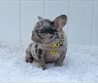 ENZO, a male French Bulldog for sale in Lehigh Acres, FL – 2 of 6