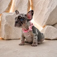 ENMA, a female French Bulldog for sale in Lehigh Acres, FL – 4 of 8