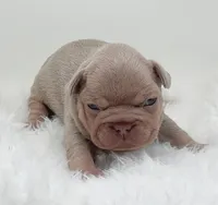 BRODY, a male French Bulldog for sale in Lehigh Acres, FL – Photo 2 of 4