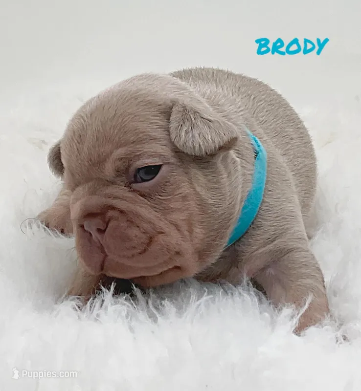 BRODY – French Bulldog puppy for sale in Lehigh Acres, FL