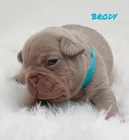 BRODY, a male French Bulldog for sale in Lehigh Acres, FL – Photo 1 of 4