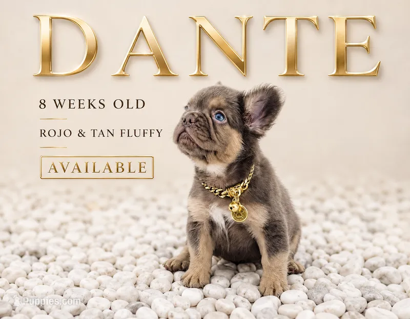 DANTE – French Bulldog puppy for sale in Lehigh Acres, FL