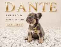 DANTE, a male French Bulldog for sale in Lehigh Acres, FL – 1 of 6