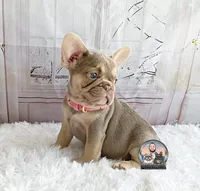 BELLA, a female French Bulldog for sale in Lehigh Acres, FL – 2 of 6