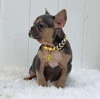 FELIX, a male French Bulldog for sale in Lehigh Acres, FL – 2 of 3