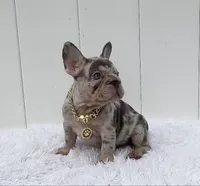GINA, a female French Bulldog for sale in Lehigh Acres, FL – 5 of 8