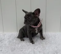 ENMA, a female French Bulldog for sale in Lehigh Acres, FL – 3 of 4