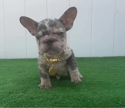 ELIOT, a male French Bulldog for sale in Lehigh Acres, FL – 5 of 7