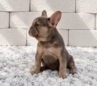 BELLA, a female French Bulldog for sale in Lehigh Acres, FL – 2 of 4