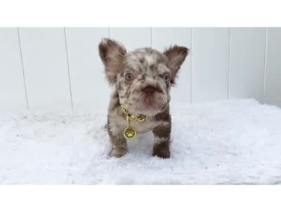 FIONA, a female French Bulldog for sale in Lehigh Acres, FL – 6 of 6