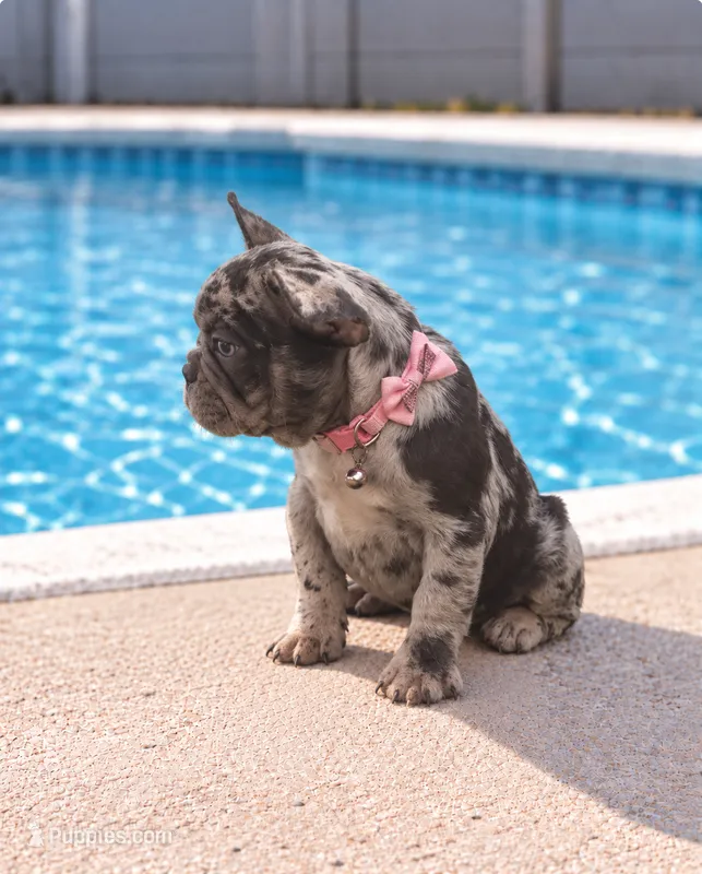 ENMA – French Bulldog puppy for sale in Lehigh Acres, FL