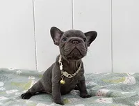 GALA, a female French Bulldog for sale in Lehigh Acres, FL – 2 of 2