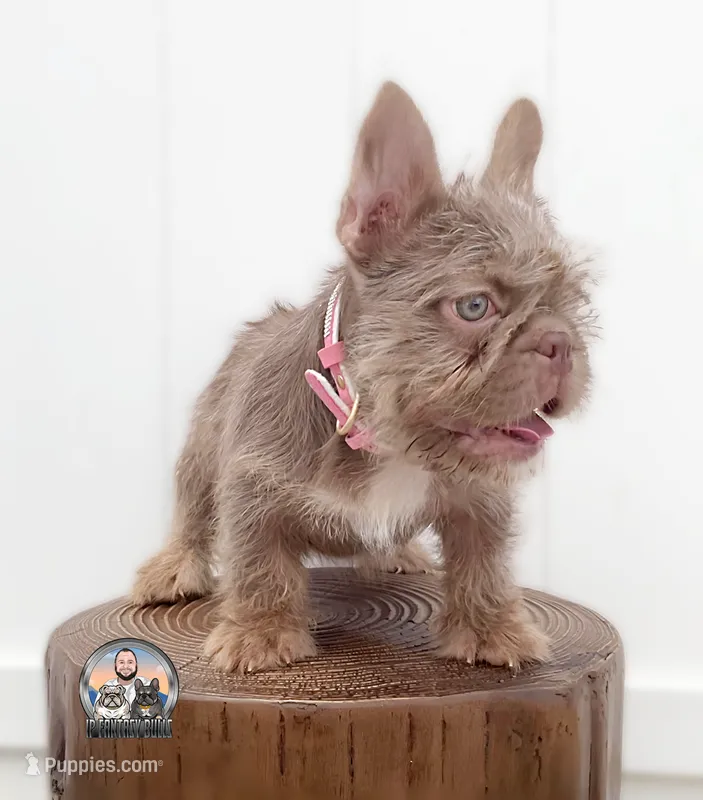 ALEXA (FLOODLE) – French Bulldog puppy for sale in Lehigh Acres, FL