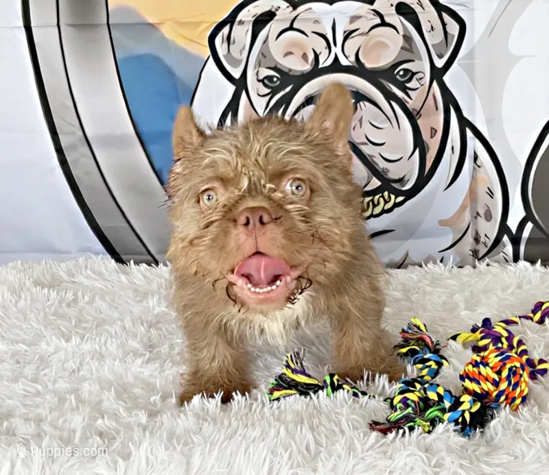 ALEXA (FLOODLE) – French Bulldog puppy for sale in Lehigh Acres, FL