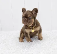DANTE, a male French Bulldog for sale in Lehigh Acres, FL – 4 of 6