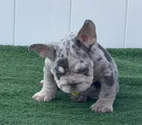 ELVIS, a male French Bulldog for sale in Lehigh Acres, FL – 4 of 5