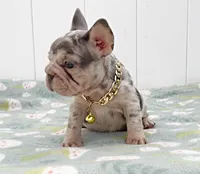 GINA, a female French Bulldog for sale in Lehigh Acres, FL – 2 of 5
