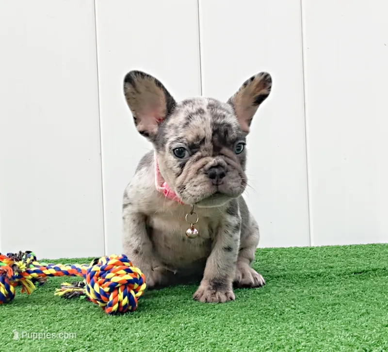 ENMA – French Bulldog puppy for sale in Lehigh Acres, FL