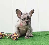 ENMA, a female French Bulldog for sale in Lehigh Acres, FL – 1 of 10