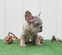 ELIOT, a male French Bulldog for sale in Lehigh Acres, FL – 6 of 7