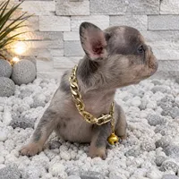 ELIOT, a male French Bulldog for sale in Lehigh Acres, FL – 4 of 6