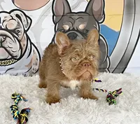 ALEXA (FLOODLE), a female French Bulldog for sale in Lehigh Acres, FL – 3 of 3