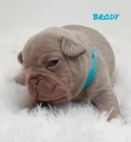 BRODY, a male French Bulldog for sale in Lehigh Acres, FL – 6 of 6