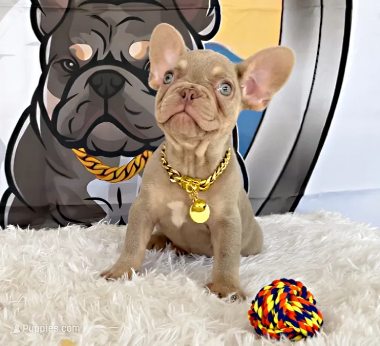 BRODY – French Bulldog puppy for sale in Lehigh Acres, FL