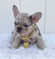 BARBIE, a female French Bulldog for sale in Lehigh Acres, FL – 2 of 5