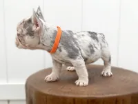 BARBIE, a female French Bulldog for sale in Lehigh Acres, FL – 4 of 5