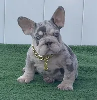 ELVIS, a male French Bulldog for sale in Lehigh Acres, FL – 2 of 5