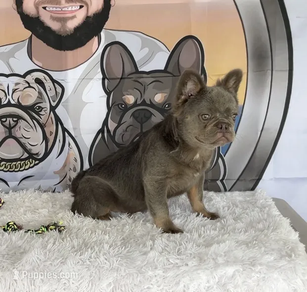 LEO – French Bulldog puppy for sale in Lehigh Acres, FL