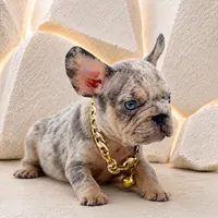 ENZO, a male French Bulldog for sale in Lehigh Acres, FL – 3 of 4