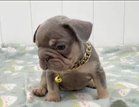GORDON, a male French Bulldog for sale in Lehigh Acres, FL – 2 of 4