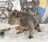 LEO, a male French Bulldog for sale in Lehigh Acres, FL – 2 of 3