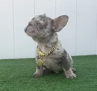 ELIOT, a male French Bulldog for sale in Lehigh Acres, FL – 7 of 7
