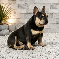 ENMA, a female French Bulldog for sale in Lehigh Acres, FL – 9 of 10