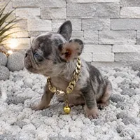 ELIOT, a male French Bulldog for sale in Lehigh Acres, FL – 5 of 6