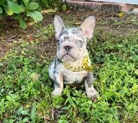 ELIOT, a male French Bulldog for sale in Lehigh Acres, FL – 4 of 8