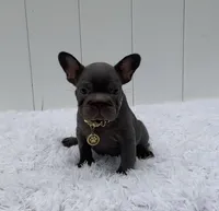 GALA, a female French Bulldog for sale in Lehigh Acres, FL – 6 of 6