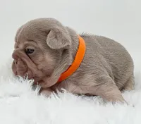 BETTY, a female French Bulldog for sale in Lehigh Acres, FL – 4 of 5