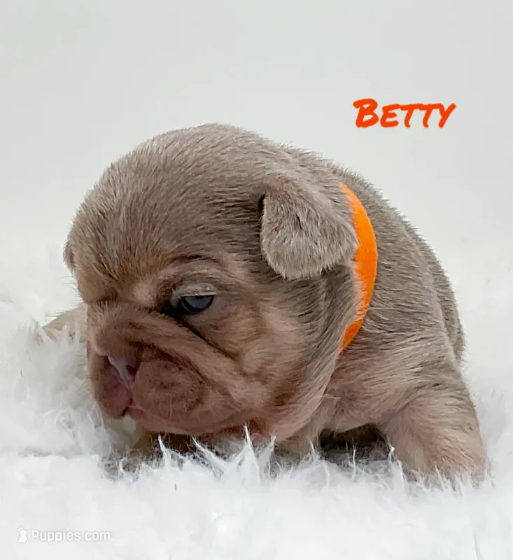 BETTY – French Bulldog puppy for sale in Lehigh Acres, FL