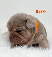 BETTY, a female French Bulldog for sale in Lehigh Acres, FL – 1 of 5