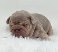 BETTY, a female French Bulldog for sale in Lehigh Acres, FL – 3 of 5