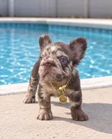FIONA, a female French Bulldog for sale in Lehigh Acres, FL – 5 of 6