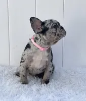 ENMA, a female French Bulldog for sale in Lehigh Acres, FL – 5 of 8