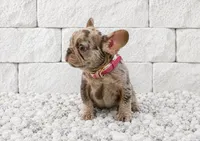 CHLOE, a female French Bulldog for sale in Lehigh Acres, FL – 2 of 3